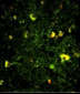 Rab5 Antibody (C-term)